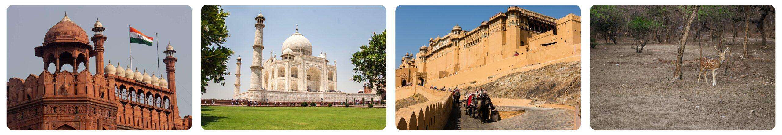 A collage of four images showcasing different styles: The red fort of Delhi, the Taj Mahal of Agra, the Albert Fort of Jaipur and a spotted dear in ramthambore national park. These are the main attraction point of Golden Triangle Tour Package with Ranthambore from Delhi.